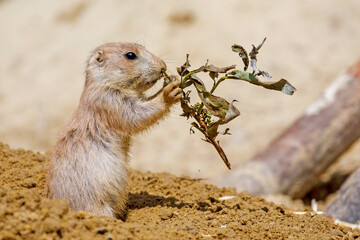 Black tailed prairie dog (Cynomys ludovicianus) in forest