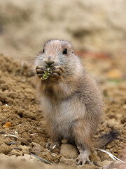 Black tailed prairie dog (Cynomys ludovicianus) in forest