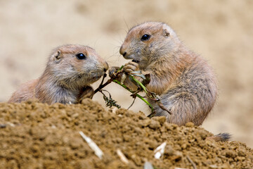 Black tailed prairie dog (Cynomys ludovicianus) in forest