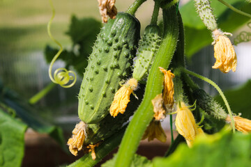 Young plant cucumber with yellow flowers. Texture pattern juicy fresh cucumber close-up macro on a background of leaves. Green  growing vegetable in field for harvesting on a branch in a greenhouse. 
