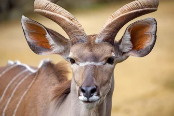Crédence de cuisine en verre imprimé Antilope greater kudu (Tragelaphus strepsiceros)  on the blurred background