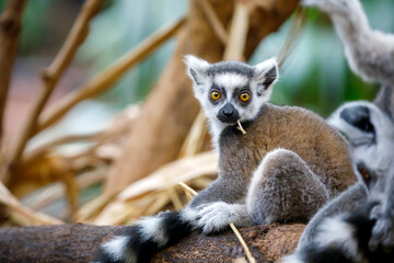 Ring Tailed Lemur (lemur catta)