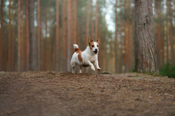 dog runs in a pine forest. little active jack russell in nature