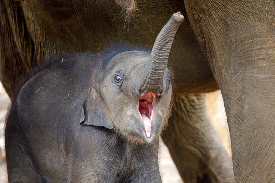 Small Asian Elephant (Elephas Maximus) Near Mother In Natural Habitat