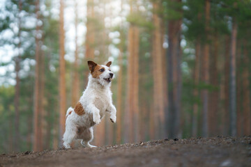 Fototapeta premium dog runs in a pine forest. little active jack russell in nature