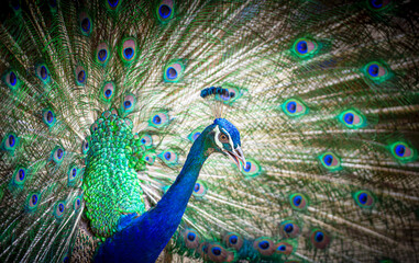 Fototapeta premium Closeup of beautiful peacock with feather out, spread tail feathers