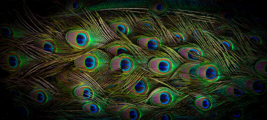 Peacock tail feathers for background and texture material