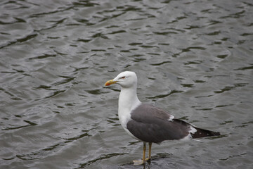 Seagull Standing in shallow water