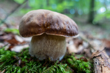 PORCINI . HERRENPILZ . STEINPILZ . BOLETUS EDULIS
