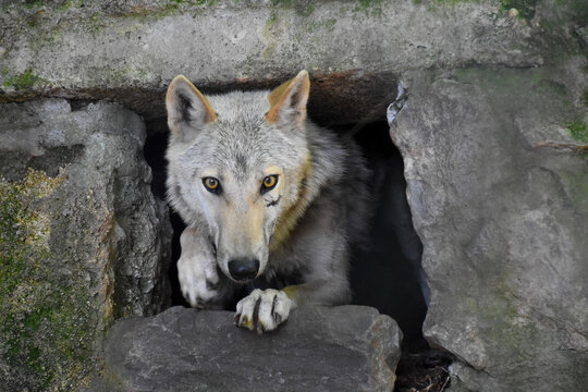 The Wolf (Canis lupus), also known as the gray wolf or grey wolf, is getting out of the cave