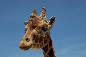 Naklejka premium the head of a funny giraffe
