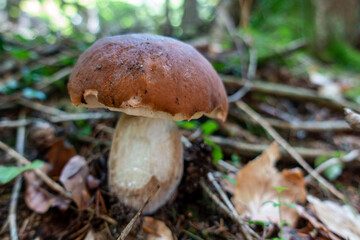 PORCINI . HERRENPILZ . STEINPILZ . BOLETUS EDULIS