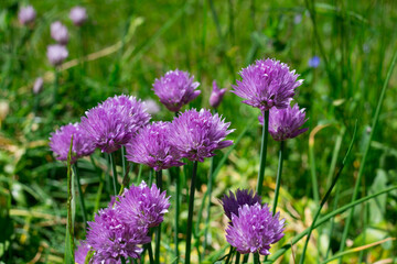 Blooming lilac flowers of chives (Allium)