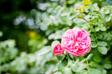 Beautiful pink climbing rose in garden. Nature background