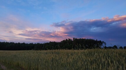 Countryside field and forest with pink sky