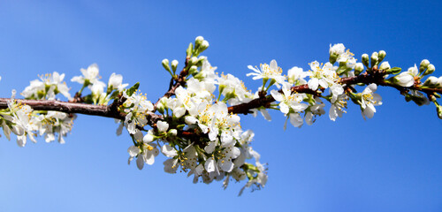 Wild apple tree blossom blooming in spring. Beautiful tender flower on sunny day.