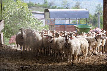 Fototapeta premium flock of sheep returns to the fold on the hills