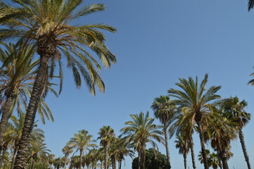 Fototapeta na wymiar arbre palmier ecorce végétation tropical vacances