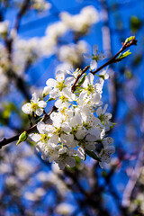 Wild apple tree blossom blooming in spring. Beautiful tender flower on sunny day.