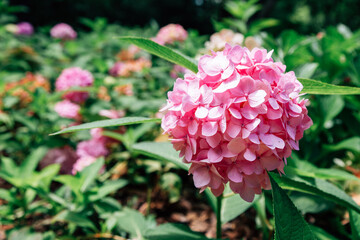 Hydrangea flower field at Seoul forest park in Korea