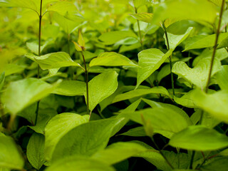 green leaves background