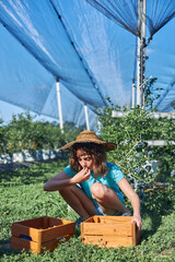 Obraz premium Small girl with a box full of blueberries on a family farm, business concept, summer job and making responsibility from young age.