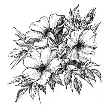 Tattoo branch of flowers. Branch of blooming dog rose. Floral illustration for tattoo, t-shirt design. Tattoo for forearm, thigh, back.