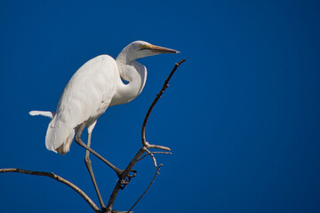 Great White Egret, Egretta alba, Chobe National Park, Botswana, Africa