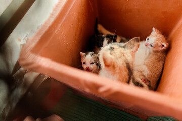 Woman with small kittens inside her store