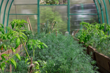 Tomato (Solánum lycopérsicum) and dill (lat. Anethum), planted in a greenhouse.