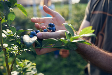 Farmer working and picking blueberries on a organic farm - modern business concept.