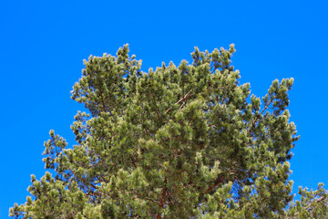 A fluffy green pine with cones against a blue cloudless sky.