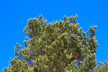 Fototapeta na wymiar A fluffy green pine with cones against a blue cloudless sky.