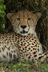 Close-up of cheetah lying staring at camera
