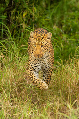 Leopard walks through tall grass lifting paw