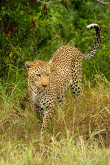 Leopard walks past trees in long grass