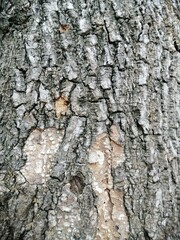 tree bark texture