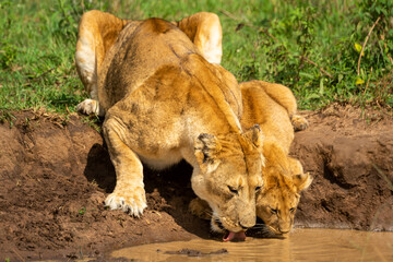 Naklejka na ściany i meble Close-up of lioness drinking water with cub