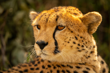 Close-up of backlit cheetah turning head left