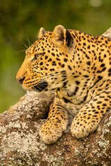 Close-up of leopard with paws on branch