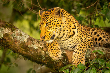 Close-up of leopard lying on mossy branch