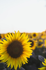 sunflower on a field