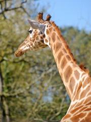 Closeup of giraffe (Giraffa camelopardalis) seen from behind