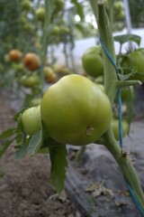Big green tomatoes growing in a greenhouse