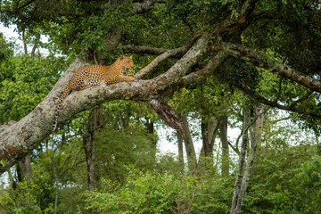 Leopard rests on lichen-covered tree in forest