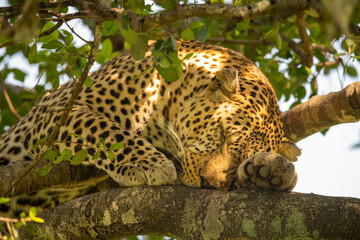 Close-up of leopard sleeping in leafy tree