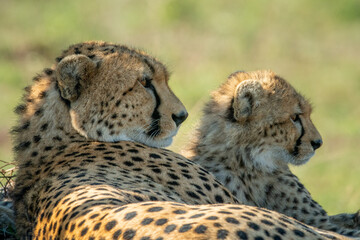 Close-up of cheetah lying side-by-side with cub