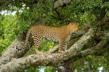 Fototapeta na wymiar Leopard stands on lichen-covered branch looking right
