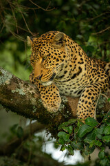 Fototapeta na wymiar Leopard lies looking down from tree branch