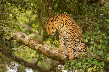 Leopard sits on lichen-covered branch looking down